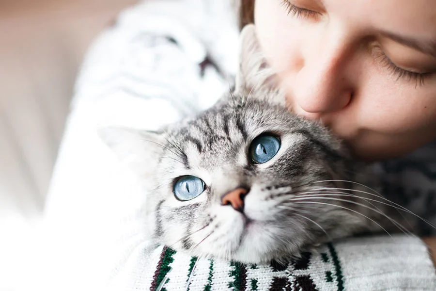 Purrfectly Wise: Insights from Cats Advisors on Feline Care