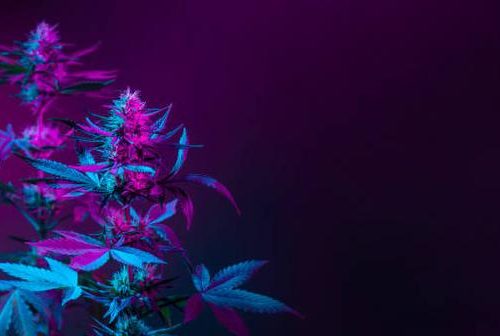 Discover the Most Potent Delta 8 Flower Strains of 2024