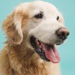 Understanding Your Dog&rsquo;s Dry Skin: Nutritious Solutions