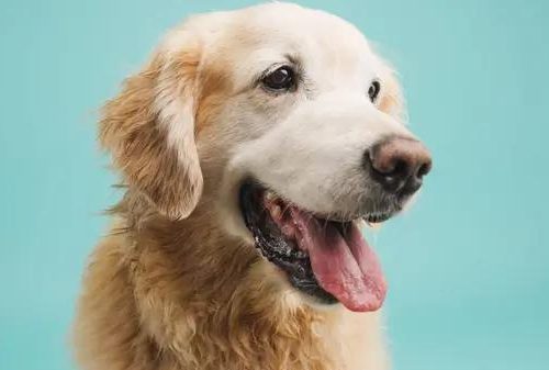 Understanding Your Dog&rsquo;s Dry Skin: Nutritious Solutions