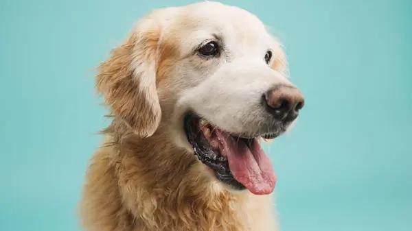 Understanding Your Dog&rsquo;s Dry Skin: Nutritious Solutions